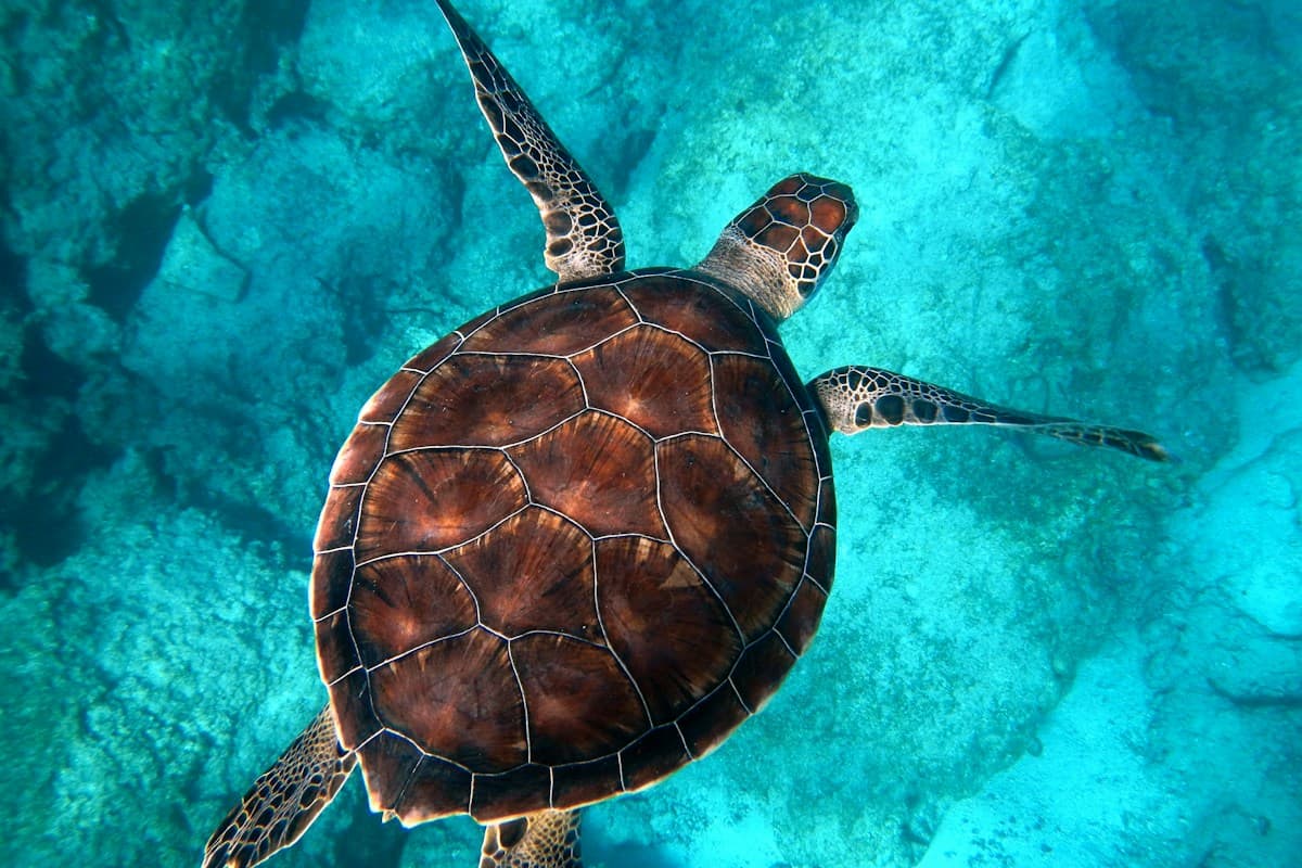 Morjim Turtle Nesting Season: Responsible Traveler Guide